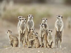 Meerkats.jpg